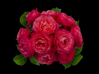 Scarlet rose flowers arrangement isolated on black background