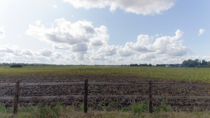 Fototapeta na wymiar A Field near the town of Schoonoord, The Netherlands