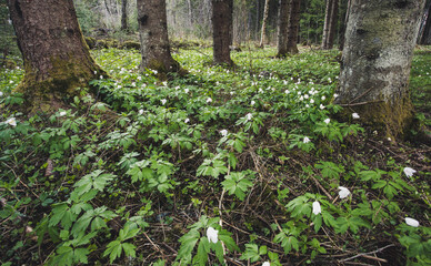 White anemones flowering in the forest during spring time.