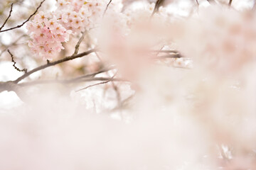 桜の背景
