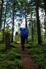 Traveler walking in a forest.  Trekking journey and travel concept