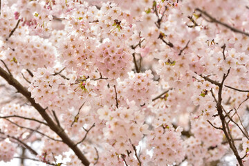 桜の背景