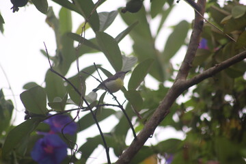 blue tit on branch