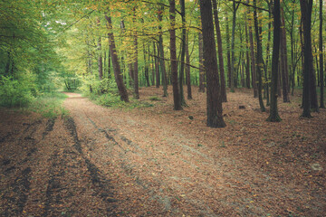 Fallen leaves on the trail in the green forest