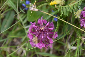 Fiore montagna