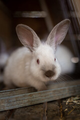White rabbit in the hutch on the animal farm