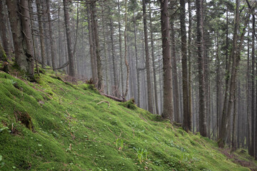 Green summer Coniferous forest landscape