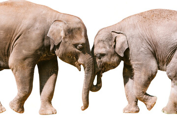 Fototapeta na wymiar Two elephants face to face isolated on white background