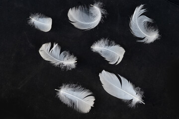 white feathers over black