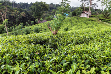 Fototapeta na wymiar green tea plantation on Sri Lanka