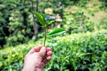 green tea twig in the hand