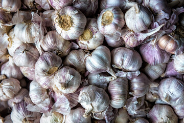 heap of ripe garlic