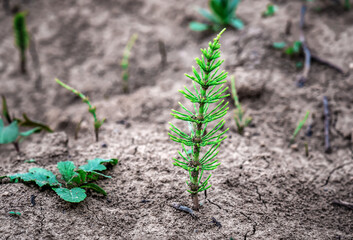 horsetail grows from the soil