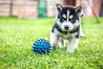 husky puppy plays with ball and snail © Volodymyr Shevchuk