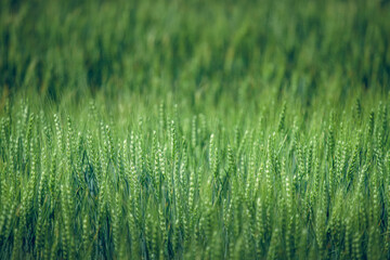 A agricultural field with beautiful wheat at sunny day.
