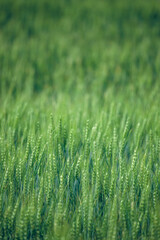 A agricultural field with beautiful wheat at sunny day.