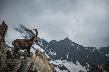 Climbing Mont Blanc, goat