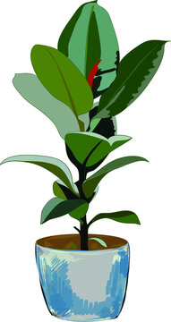 plant in a pot
