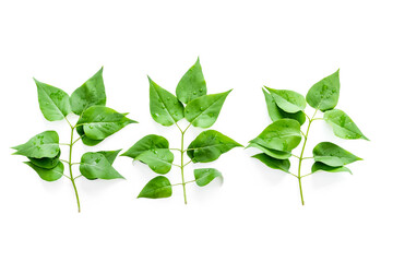 Above view of lauout of green leaves - nature background.