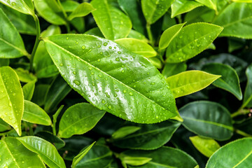 lush wet tea leaves