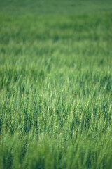 A agricultural field with beautiful wheat at sunny day.