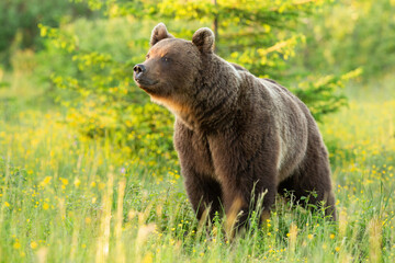 Proud brown bear, ursus arctos, sniffing on meadow in summer sun. Majestic mammal standing on field in sunlight. Magnificent animal smell in the air.