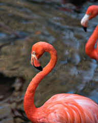 Flamingo bird stock photos.  Flamingo bird head close-up profile view in the water background.