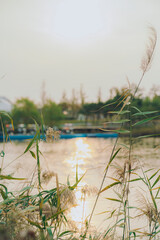 Fototapeta na wymiar reeds in the lake