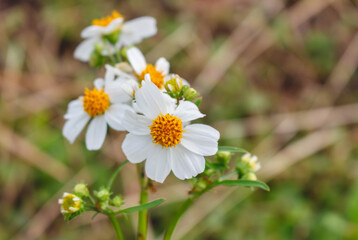 Fototapeta premium white flowers in the garden
