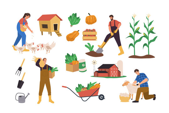 Local organic production with agricultural worker or farmer working on farm, gathering harvest, feeding farm animals