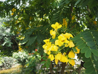 yellow flowers in the garden