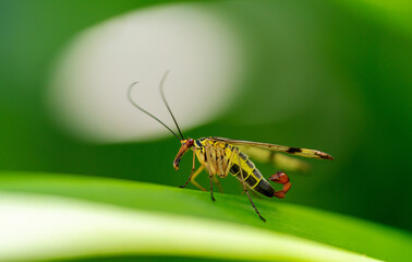 Gemeine Skorpionsfliege (Panorpa communis)