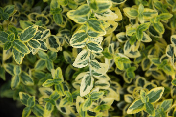 Obraz premium macro fresh green plant on the dark background. graphic resource