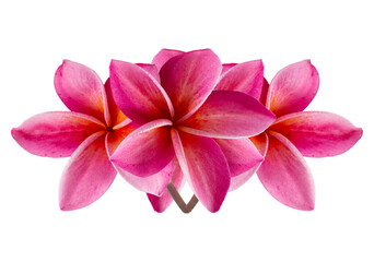 Group of pink flowers (Frangipani,Plumeria) bloom isolated on white background.