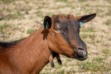 Naklejka na ściany i meble Young brown goat in grass field at spring