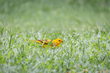 Male canario-da-terra eating seeds on the backyard. Yellow brasilian bird