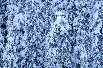 Close up of spruce trees covered in snow during winter.