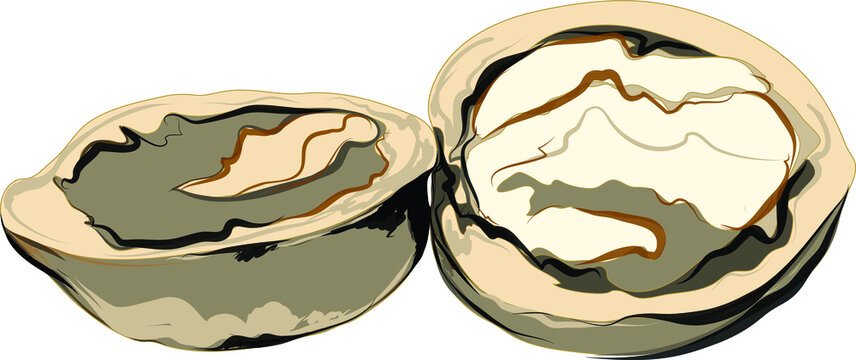 hand drawn vector illustration of nuts