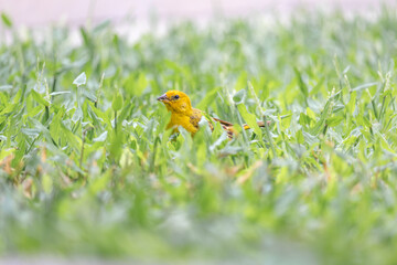 Male canario-da-terra eating seeds on the backyard. Yellow brasilian bird