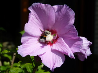 Hummel in Hibiskusblüte © Sybille