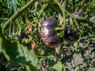 The fruit of a black tomato on a tomato bush in the garden.