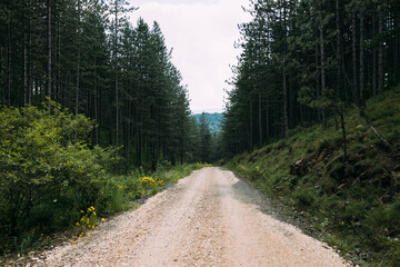 Fototapeta na wymiar View of the dirt road going through the mountain forest