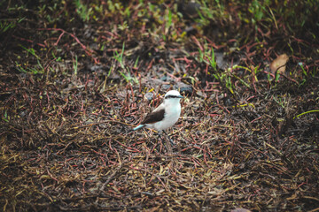 Bird next to lake (Lavadeira Mascarada - Viuvinha)