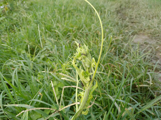 green grass in the wind