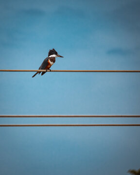 Beautiful woodpacker bird and blue sky
