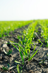 Sprouts of grain crops began to sprout from ground. Young green sprouts line. Fertile agricultural land. Symmetrical lines of shoots of grain crops. field of young wheat, barley, rye.