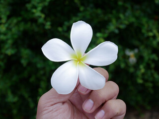 plumeria flower in the hand
