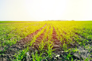 young sprouts of winter wheat against sunset