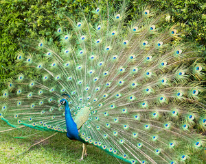 Fototapeta premium Peacock bird Stock Photos. Peacock bird close-up profile view fold open fan. Train and head ornament. Peacock bird, the beautiful colorful bird. Image. Picture. Portrait. Photo.