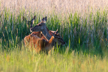 Jelenie cervus elaphus wychodzą z trzcin na wieczorny spacer © PeterG